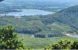 Tổng cục Lâm nghiệp đề nghị Bình Định xử lý tình trạng phá rừng, lấn chiếm đất rừng