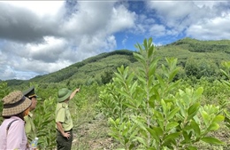 Kiểm tra vụ phá rừng, lấn chiếm đất rừng tại huyện Phù Mỹ (Bình Định)