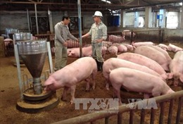 Giá lợn hơi tăng từng ngày, chạm mốc 70.000 đồng/kg