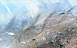 Hà Tĩnh: Tìm hiểu nguyên nhân cá chết hàng loạt ở hồ Khe Lang