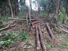 Lâm Đồng: Điều tra, xử lý nghiêm hai vụ phá rừng tại Bảo Lộc, Bảo Lâm 
