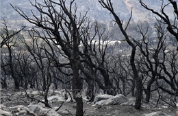 Điện thăm hỏi vụ cháy rừng nghiêm trọng tại Algeria