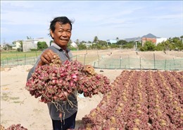 Người dân trồng hành tím ở Ninh Thuận trúng mùa, bán được giá cao