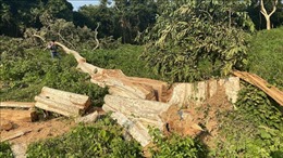 Điều tra, làm rõ các vụ phá rừng tại huyện Sơn Hòa, Phú Yên