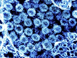 Mỹ cảnh báo về sự lây lan của nhiều biến thể virus gây bệnh COVID-19 