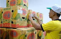 Lâm Đồng xuất khẩu hơn 70 tấn sầu riêng đầu tiên sang Trung Quốc