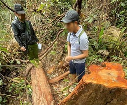 Bắt giữ 3 trong 5 đối tượng phá rừng Sa Thầy ở Kon Tum