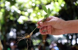 Khuyến cáo người trồng sâm Ngọc Linh ứng phó thời tiết cực đoan