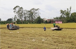 Tiền Giang khẩn trương thu hoạch lúa Hè Thu trước bão lũ