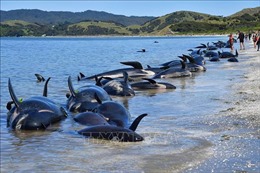 250 cá voi hoa tiêu chết do mắc cạn ở bãi biển New Zealand
