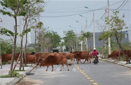 Đà Nẵng: Hàng trăm con bò thả rông giữa khu đô thị sinh thái