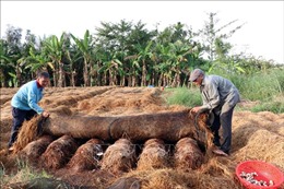 Tái sử dụng rơm rạ giúp gia tăng giá trị cây lúa