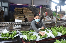 Bộ trưởng Lê Minh Hoan: Cơ hội cho sản xuất và xuất khẩu chuối Việt Nam