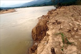 Quảng Nam: Thấp thỏm lo mất đất vì bờ sông Côn sạt lở nghiêm trọng