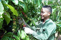 Nâng tầm giá trị cà phê Việt - Bài 1: Vẫn ở phân khúc thấp
