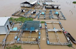 Phát triển thủy sản vùng ngập lũ đầu nguồn sông Tiền