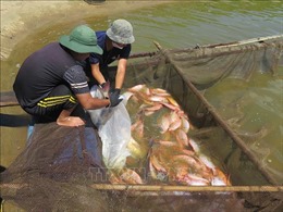 Chấn chỉnh việc buôn bán, sử dụng kháng sinh cấm trong nuôi trồng thủy sản