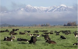 &#39;Cuộc chiến sữa&#39; New Zealand - Canada khơi mào tranh chấp thương mại đầu tiên trong CPTPP
