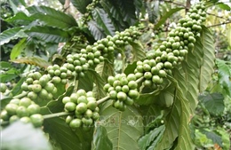Khối lượng cà phê bền vững chiếm từ 40 - 50%