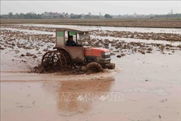 Hơn 17% diện tích ở Trung du và Đồng bằng Bắc Bộ đã có nước gieo cấy