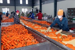 Hải Dương: Xuất khẩu cà rốt thuận lợi đầu năm