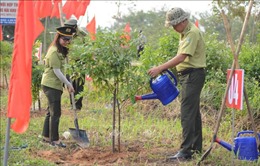 Đà Nẵng trồng 900 cây Thàn Mát ven đường lên Bán đảo Sơn Trà