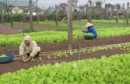 Thu nhập cao nhờ trồng rau an toàn theo tiêu chuẩn VietGAP