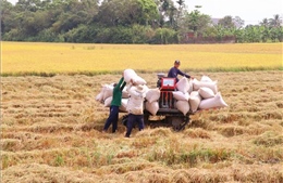 Thị trường nông sản: Giá lúa duy trì ở mức cao nhờ trợ lực xuất khẩu