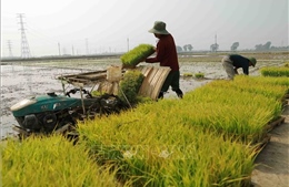 Diện tích đất gieo cấy vụ Xuân đã có nước ở Hà Nội đạt 98%