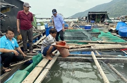 Kiên Giang: Giám sát chặt cá nuôi lồng bè và nhuyễn thể bị chết để chủ động ứng phó