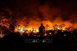 Nguy cơ cháy rừng ở Tây Nam nước Pháp