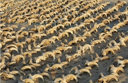 Ai Cập phát hiện xác ướp của hơn 2.000 đầu cừu 