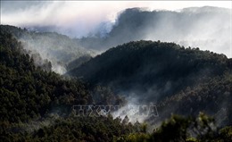 Gió mạnh khiến cháy rừng Tây Ban Nha dữ dội hơn