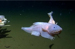 Phát hiện loài cá sống ở độ sâu hơn 8.300 m dưới đáy biển