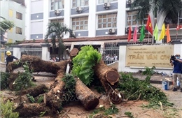 Vụ cây đổ trong trường học: TP Hồ Chí Minh rà soát toàn bộ cây xanh