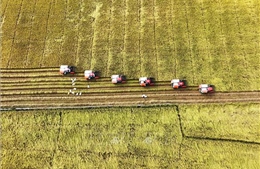 Phát triển bền vững 1 triệu ha lúa chuyên canh chất lượng cao gắn với tăng trưởng xanh