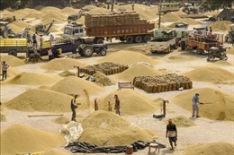 Thị trường nông sản thế giới tuần qua: Gạo Ấn Độ tăng giá trở lại