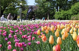 Lễ hội hoa tulip Canada - Biểu tượng của tình hữu nghị và hòa bình quốc tế