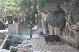 Ninh Bình khẩn trương ngăn chặn lây lan dịch tả lợn châu Phi