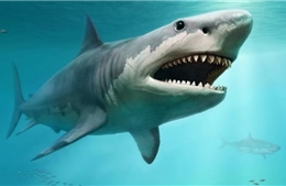 Cá mập khổng lồ megalodon là loài máu nóng