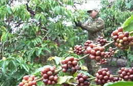 Hợp tác xây dựng chuỗi sản xuất, cung ứng cà phê không gây mất rừng