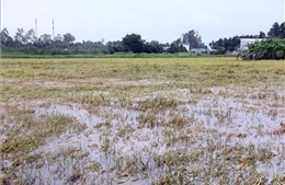Mưa dông làm nhiều diện tích lúa ở Sóc Trăng bị ngập úng