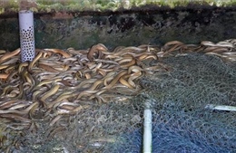 Giải pháp để nuôi lươn không bùn đạt hiệu quả bền vững