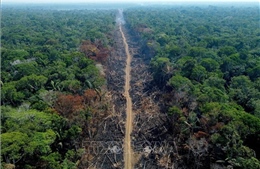 Brazil ghi nhận tình trạng phá rừng Amazon giảm mạnh
