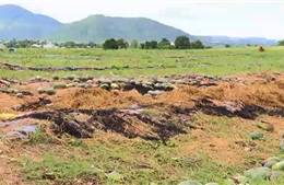 Đề nghị hỗ trợ các hộ dân trồng dưa hấu bị thiệt hại do mưa bão