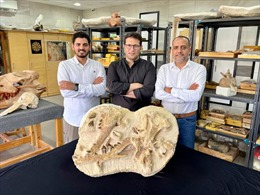 Ai Cập: Phát hiện hóa thạch loài cá voi tuyệt chủng cách đây 41 triệu năm