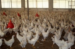 Hiệu quả cao với nuôi gà Ai Cập đẻ trứng và nuôi chim bồ câu Pháp