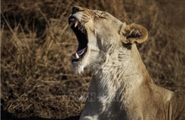 Mozambique: 30 năm tù đối với kẻ chuyên sát hại sư tử và nhiều động vật hoang dã
