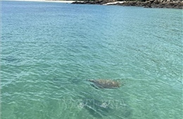 Rùa biển quý xuất hiện tại vùng biển Cô Tô