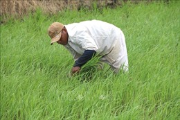 Giá lúa tăng cao, nông dân xuống giống sớm vụ lúa Thu Đông